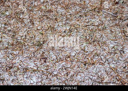 Forstwirtschaft. Nadelstreu. Die Nadeldecke der Fichte (Picea abies) wurde aus gefallenen (toten) Nadeln im frostigen, schneebedeckten Winter gebildet, wenn die Bedingungen l Stockfoto