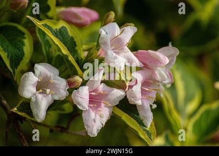 Weigela florida Nahaufnahme Stockfoto