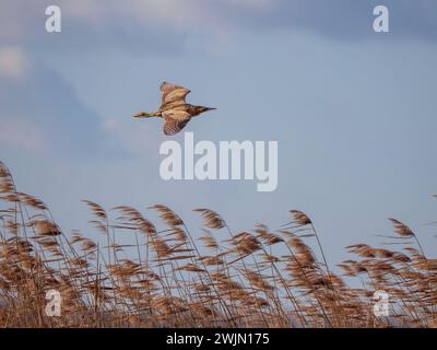 Eurasische Bittern - Botaurus stellaris fliegt über Schilfbett an der Donau, Slowakei Stockfoto