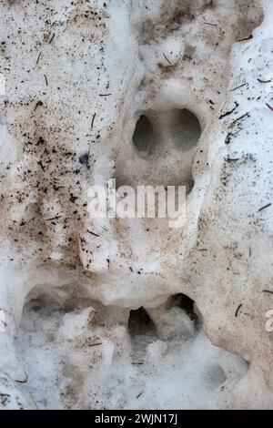 Anzeichen von Tieren und Identifizierung von Säugetierarten auf dem Weg. Eine Herde Wildschweine verließ den Weg im nassen Frühlingsschnee. Die Tiere fallen durch und Stockfoto