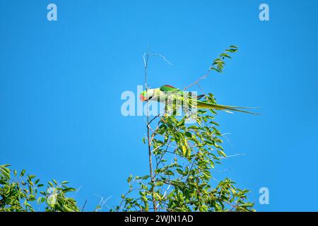 Der Smaragd-Kragen-Parrakeet (Psittacula calthorpae, männlich) ernährt sich von Früchten wie Juneberry (Amelanchier), Wintervogelgefieder. Jetzt ist es ein synanthropes BI Stockfoto