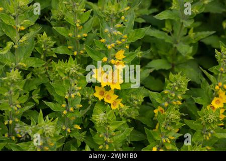 Lysimachia punctata Alexander blüht in einem Garten Stockfoto