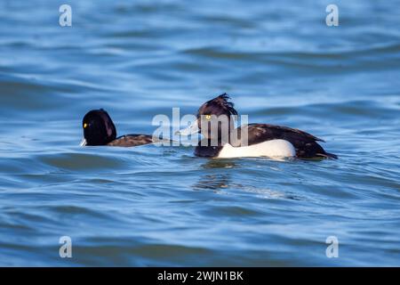 Getuftete Enten - Aythya fuligula an der Donau, Slowakei Stockfoto