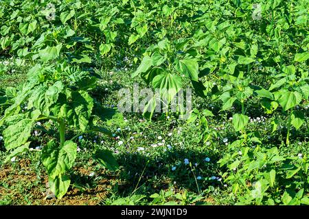 Bindweed ist ein schädliches Unkraut in Anbauflächen (Ackerunkraut). Europäischer Glorybind (Convolvulus arvensis) auf einem Sonnenblumenfeld Stockfoto