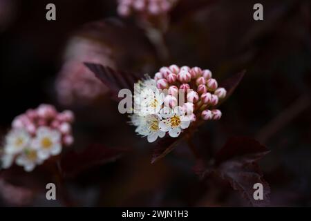 Dutzende weiße Blüten von violettem Physocarpus opulifolius im Mai selektiven Fokus Stockfoto