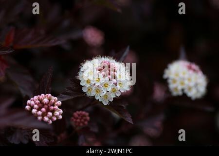 Dutzende weiße Blüten von violettem Physocarpus opulifolius im Mai selektiven Fokus Stockfoto