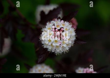 Dutzende weiße Blüten von violettem Physocarpus opulifolius im Mai selektiven Fokus Stockfoto