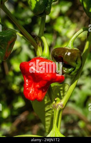 Rote und grüne Scotch Bonnet Chili-Paprika auf der Rebe. Stockfoto