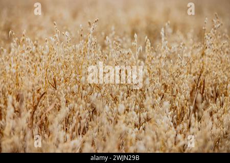 Verwelkte Haferpflanzen mit Reifen Panicles in einem Haferfeld, das dem Horizont ausgesetzt ist Stockfoto