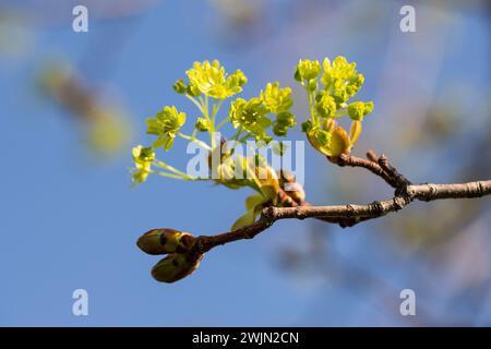 Ahorn (Acer platanoides) blüht im Frühling in der Natur auf einem blauen Himmel Hintergrund Stockfoto