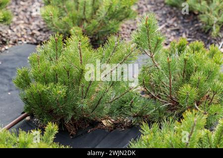 Bergkiefer (Pinus mugo) Setzlinge. Pflanzenbewässerungssystem. Holzspäne auf Geotextilien Stockfoto