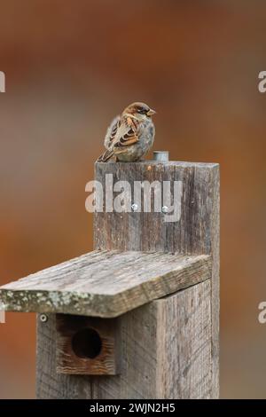 Ein Hausspatzen, der auf einer Blauvogelbox sitzt Stockfoto