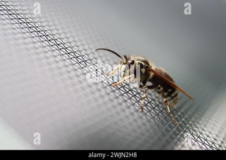Eine kahlköpfige Hornisse auf einem Bildschirm Stockfoto