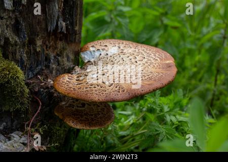 Cerioporus squamosus, auch bekannt als Fasanenpilze und Dryadensattel, ist ein Basidiomyzetenpilz, der auf toten Bäumen wächst Stockfoto