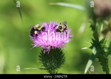 Zwei Hummeln auf einer Distelblume Stockfoto