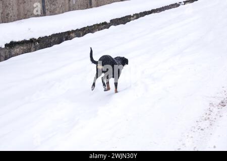 Schwarzer Hund, der in der Nähe im Schnee läuft Stockfoto