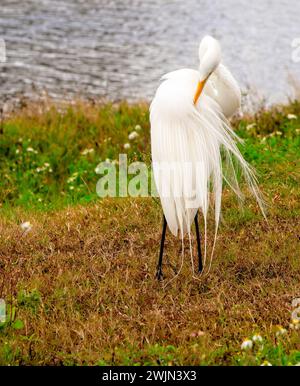 Großer weißer Egret Vogel, der am Ufer des Wasserwegs in natürlicher Umgebung in Florida ruht Stockfoto