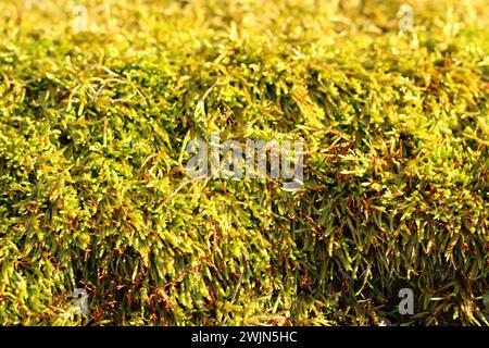 Sphagnum-Moos im Sonnenschein Stockfoto