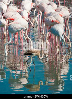 Ein junger Flamingo und eine Schar Erwachsener auf der Rückseite waten im Wasser. Größere Flamingos (Phoenicopterus Roseus) im Ras Al Khor Wildlife Sanctuar Stockfoto