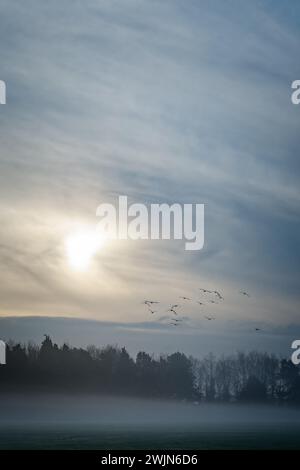 Vogelschar über einem nebeligen Feld an einem Wintermorgen; Sonne kommt durch Wolken. Stockfoto