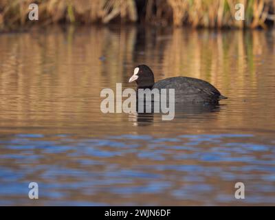 Einsamer eurasischer Coot schwimmt im Donaukanal während des Morgenlichts in der Slowakei Stockfoto