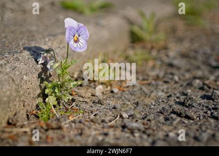 Violettes Stiefmütterchen wächst wild am Bordstein; sonniger Tag. Stockfoto