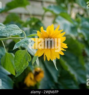 Gewöhnliche Sonnenblumenblüte, Gesicht auf; sehr kleines Insekt auf Blütenblatt; Blätter, eine weitere Blüte und Zaunscharf im Hintergrund. Stockfoto