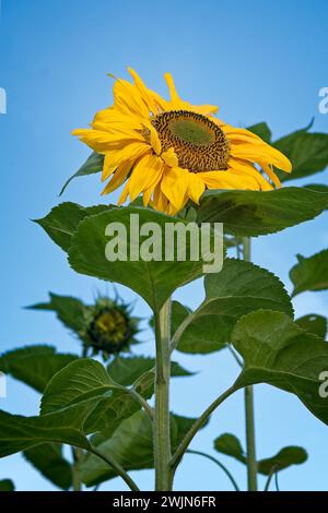 Sonnenblumen blühen von unten, vor blauem Himmel; Blätter und eine unreife Blüte im Hintergrund. Stockfoto