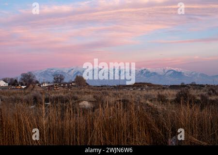 Ein schneebedecktes Feld mit üppigem, aufragendem Gras Stockfoto