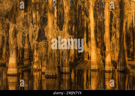 Goldenes Sonnenaufgangslicht auf kahlen Zypressen, die mit spanischem Moos bedeckt sind, in einem See im Atchafalaya Basin in Louisiana. Stockfoto