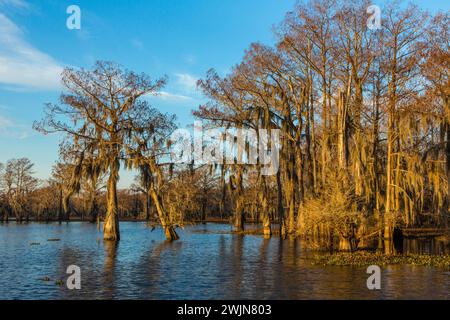 Goldenes Sonnenaufgangslicht auf kahlen Zypressen, die mit spanischem Moos bedeckt sind, in einem See im Atchafalaya Basin in Louisiana. Stockfoto