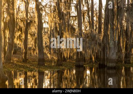 Goldenes Sonnenaufgangslicht auf kahlen Zypressen, die mit spanischem Moos bedeckt sind, in einem See im Atchafalaya Basin in Louisiana. Invasive Wasserhyazinthe bedeckt t Stockfoto