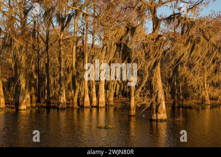 Goldenes Sonnenaufgangslicht auf kahlen Zypressen, die mit spanischem Moos bedeckt sind, in einem See im Atchafalaya Basin in Louisiana. Stockfoto