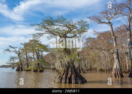 Alte, kahle Zypressen im Lake Dauterive im Atchafalaya Basin oder Swamp in Louisiana. Stockfoto