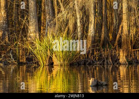 Wasserschilf, Zypressenknie und kahle Zypressen im Lake Dauterive im Atchafalaya Basin in Louisiana. Stockfoto