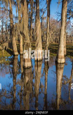 Kahlköpfige Zypressen mit spanischem Moos spiegeln sich in einem See im Atchafalaya Basin in Louisiana wider. Invasive Wasserhyazinthe bedeckt das Wasser. Stockfoto