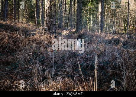 Junger Border Collie Hund im Wald England Großbritannien Stockfoto
