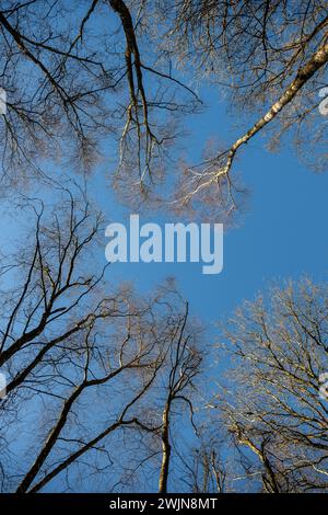 Blick auf den Himmel, Baumkronen im Winter, Südostengland, Großbritannien, Blick auf Baumkronen Stockfoto