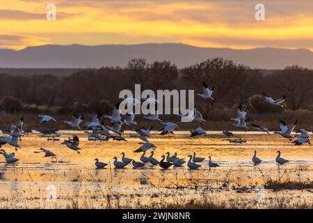 Schneegänse, die bei Sonnenaufgang von einem Teich im Bosque del Apache National Wildlife Refuge in New Mexico abheben. Stockfoto