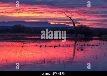 Im Bosque del Apache National Wildlife Refuge in New Mexico füttern sich Enten vor Sonnenaufgang in einem Teich. Stockfoto