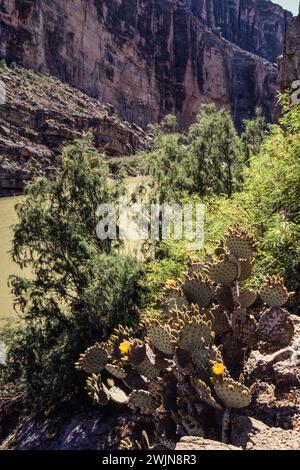 Ein Blind Feigenkaktus in Blüte am Ufer des Rio Grande im Santa Elena Canyon im Big Bend National Park. Stockfoto