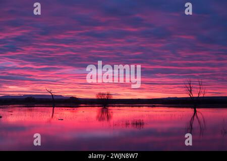 Bunte Wolken über einem Teich vor Sonnenaufgang im Bosque del Apache National Wildlife Refuge in New Mexico. Stockfoto