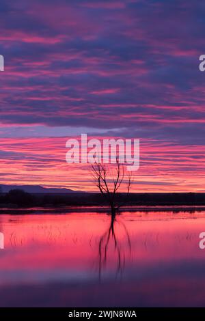 Bunte Wolken über einem Teich vor Sonnenaufgang im Bosque del Apache National Wildlife Refuge in New Mexico. Stockfoto