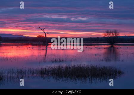 Im Bosque del Apache National Wildlife Refuge in New Mexico füttern sich Enten vor Sonnenaufgang in einem Teich. Stockfoto