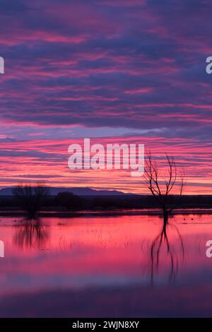 Bunte Wolken über einem Teich vor Sonnenaufgang im Bosque del Apache National Wildlife Refuge in New Mexico. Stockfoto