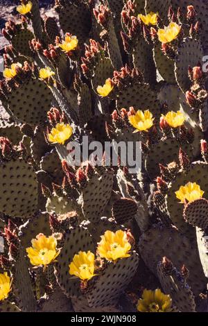 Ein Blind Feigenkaktus, Opuntia rufida, in Blüte im Big Bend National Park in Texas. Stockfoto