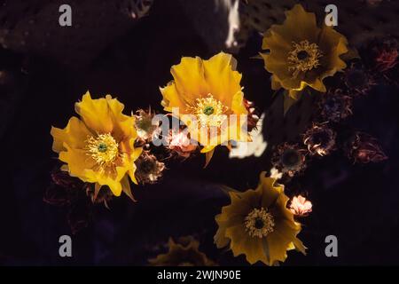 Ein Blind Feigenkaktus, Opuntia rufida, in Blüte im Big Bend National Park in Texas. Stockfoto