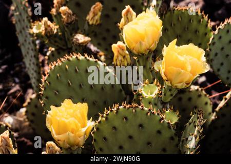 Ein Blind Feigenkaktus, Opuntia rufida, in Blüte im Big Bend National Park in Texas. Stockfoto