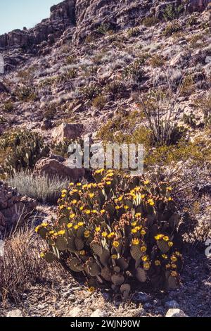 Ein Blind Feigenkaktus, Opuntia rufida, blüht auf einem felsigen Hügel im Big Bend National Park in Texas. Stockfoto