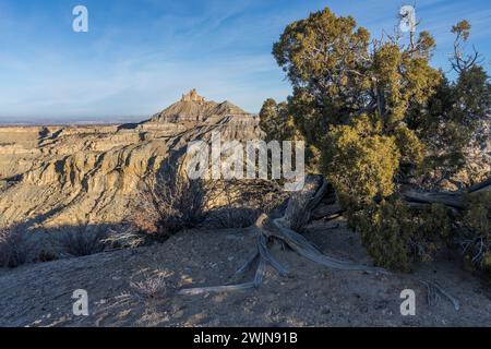 Angel Peak Scenic Area in der Nähe von Bloomfield, New Mexico. Ein alter knorriger wacholderbaum mit Angel Peak hinter dem Kutz Canyon. Stockfoto